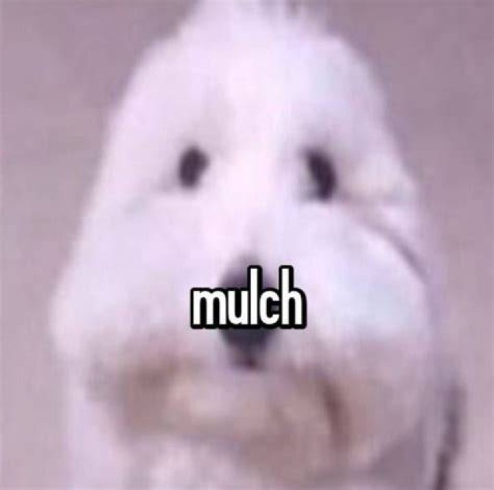 Understanding the Mulch Dog Meme: Origins, Impact, and Cultural Significance