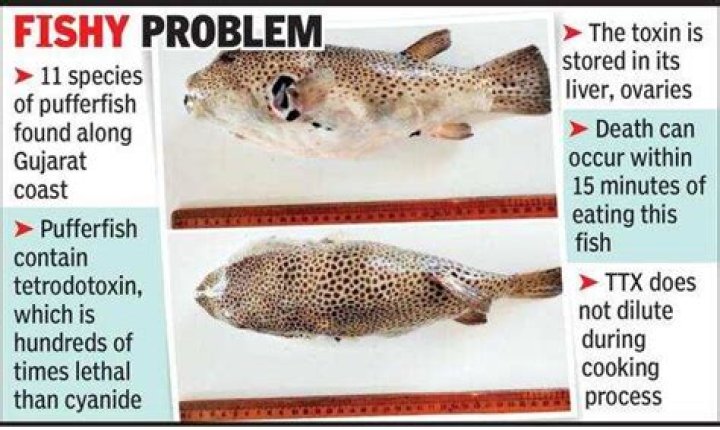 Understanding the Risks of Puffer Fish: Why Man Dies from Puffer Fish Poisoning