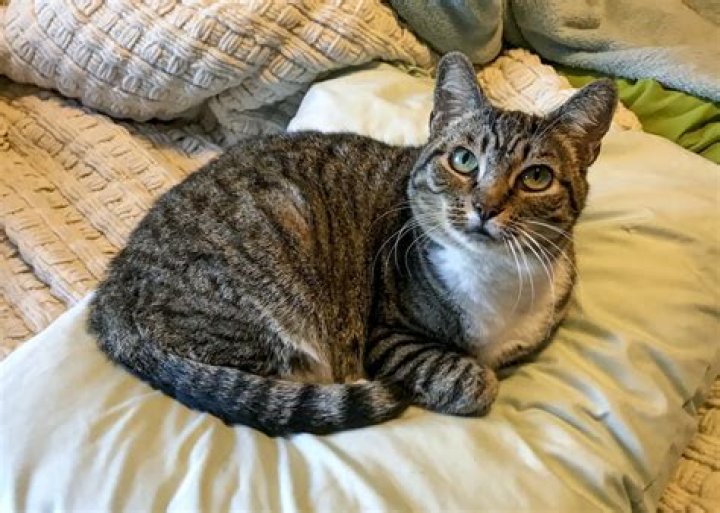 Understanding the Strawberry Tabby S: A Comprehensive Guide
