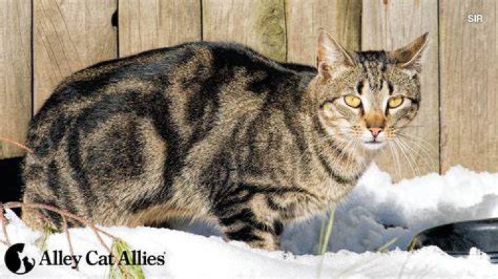 Understanding the Unique Beauty of Strawberry Tabby Cats: A Complete Guide
