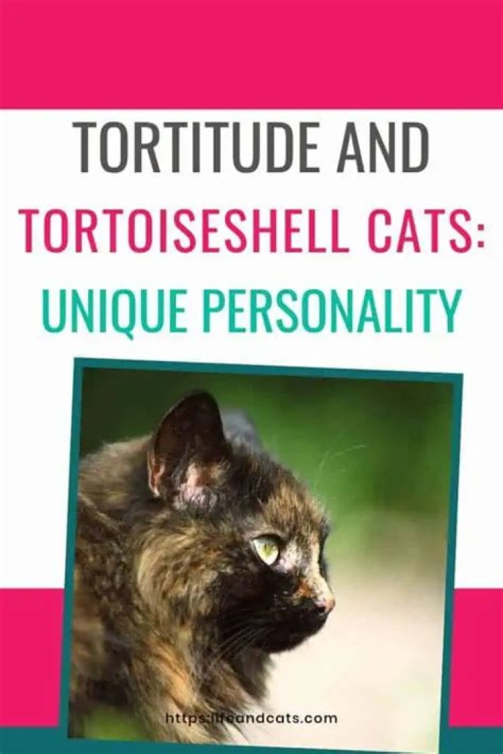 Understanding the Unique Tortoiseshell Cat Personality