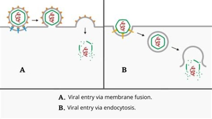 Understanding the Viral Phenomenon of Pron: Trends, Impacts, and Controversies