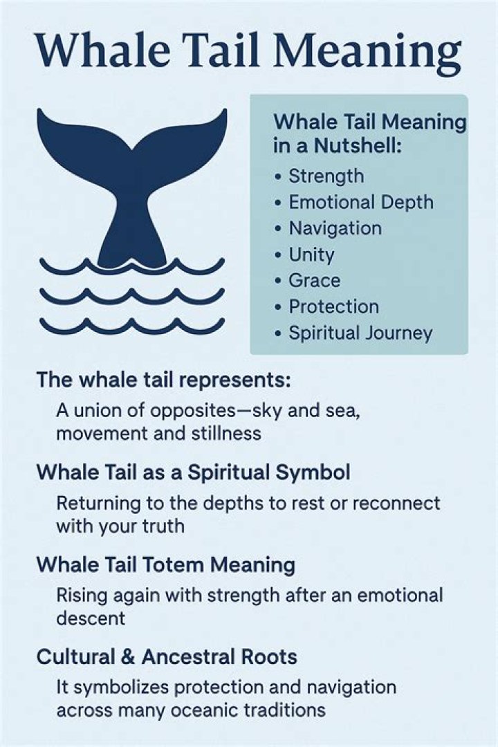 Understanding the Whale Tail Meaning: A Comprehensive Exploration of Its Cultural Significance and Symbolism