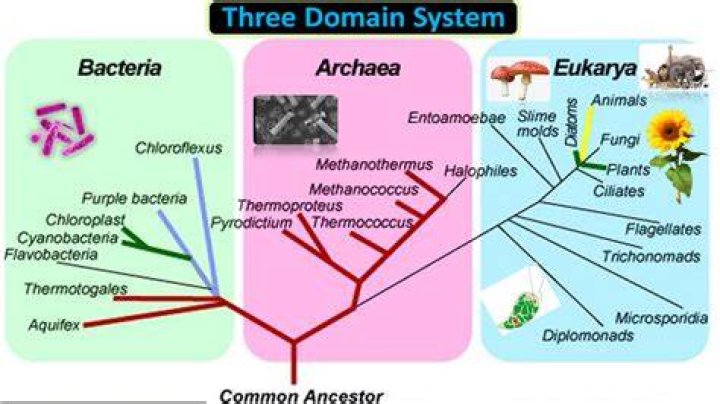Understanding the World of .com Domains: A Comprehensive Guide