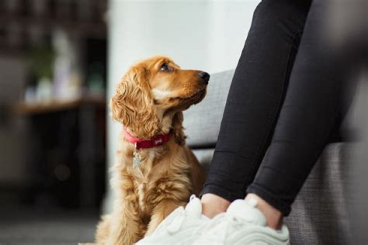 Understanding Your Furry Friend: Why Does My Dog Stare at Me Constantly?