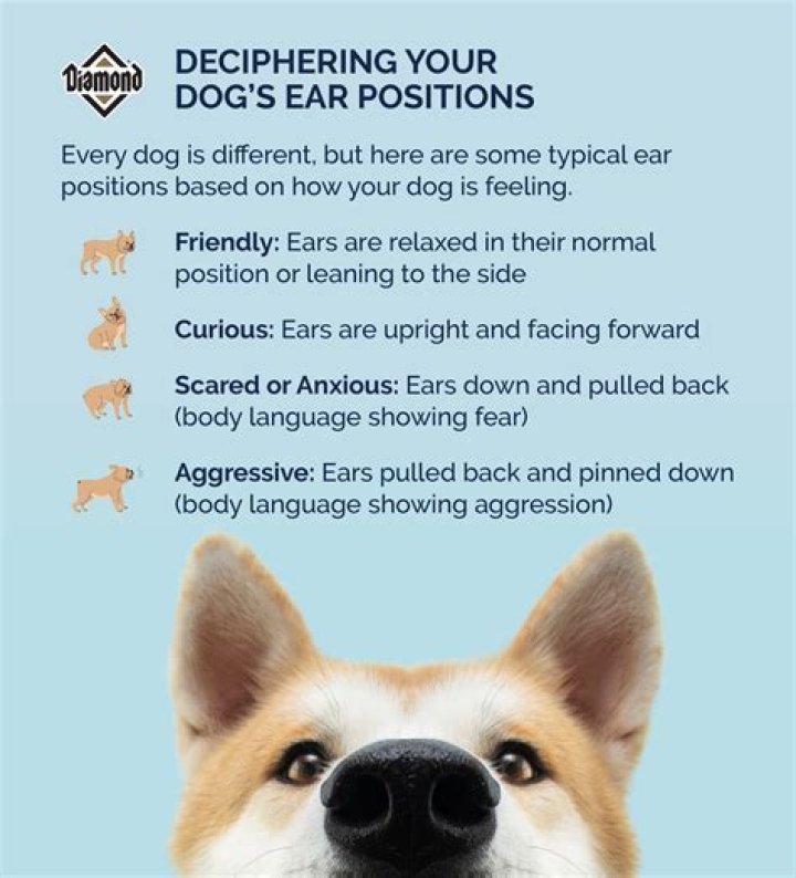 Understanding Your Puppy Scratching Ear: What It Means and What to Do
