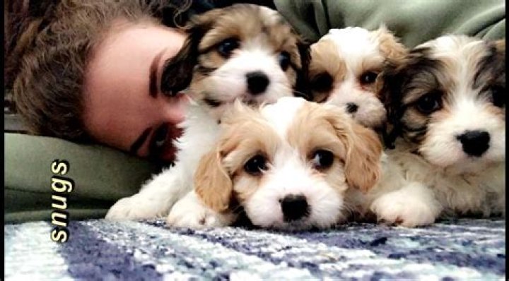 Unleashing the Magic of Dream Puppys