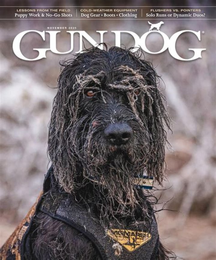 Unleashing the Passion: A Deep Dive into Gun Dog Magazine