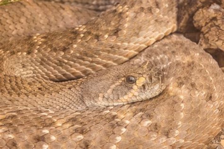 Unlocking the Mysteries: What is a Scientific Name of Black Rattlesnake?