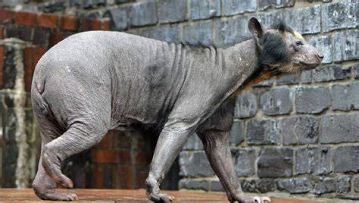 Unraveling the Mystery of the Shaved Bear: A Curious Phenomenon