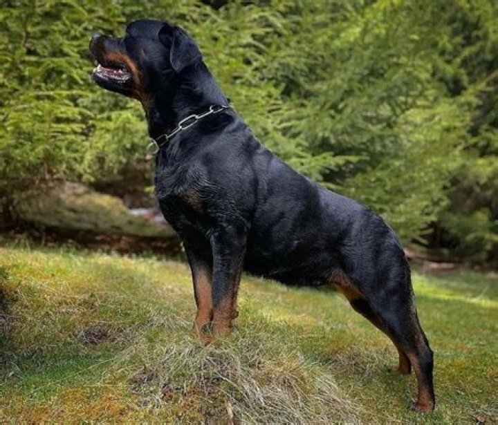 Unveiling the Majestic German Rottweiler: A Loyal Companion