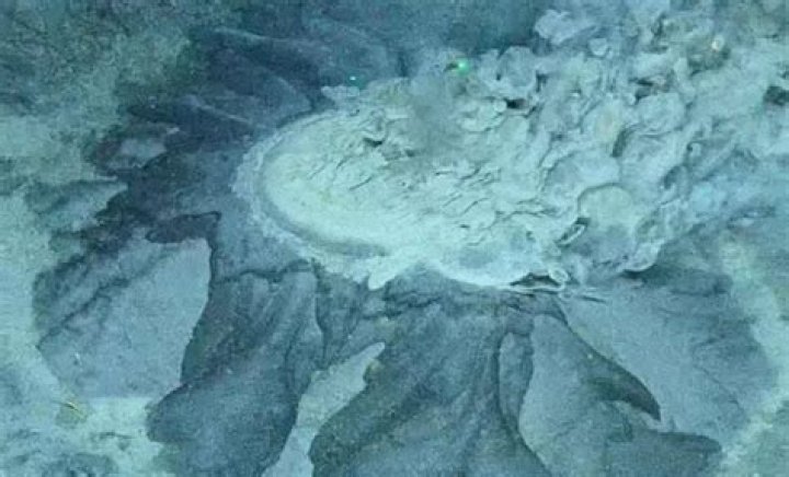 Unveiling the Mystery: Something Fishy Beneath the Surface