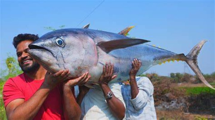Unveiling the Mystique of Fat Tuna: A Culinary Delight