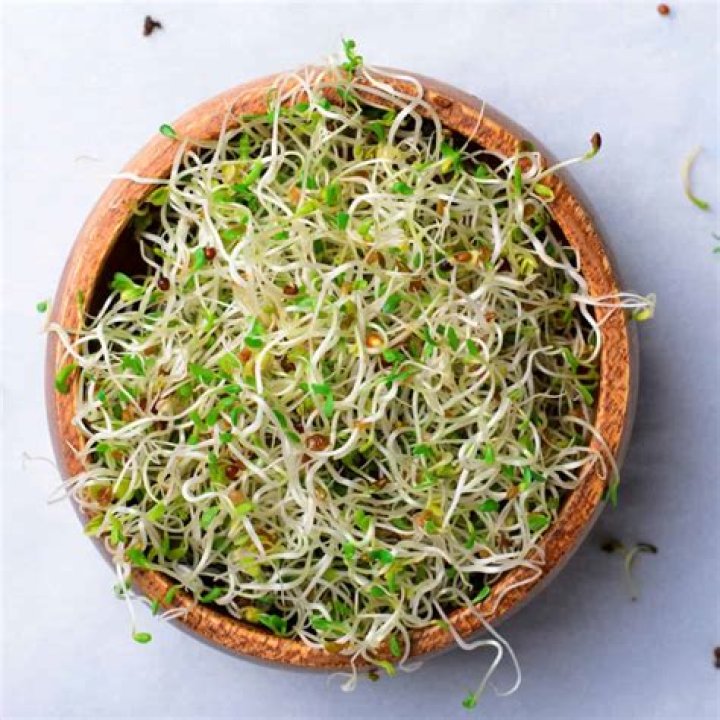 Unveiling the Secrets of Sprouts the Vine: A Journey Through Nature's Marvel