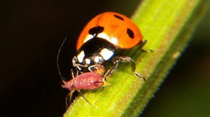 What Do Ladybugs Signify? Unveiling the Mysteries Behind These Charming Insects