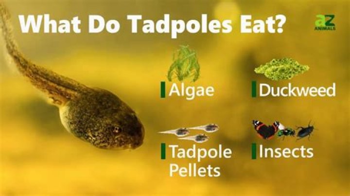 What Does the Tadpole Eat? A Comprehensive Guide to Tadpole Diets