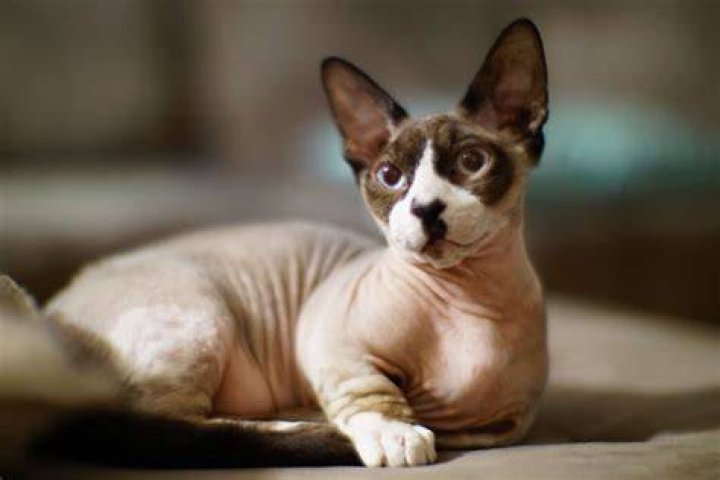 What is a Bambino Cat? A Comprehensive Guide to This Unique Breed