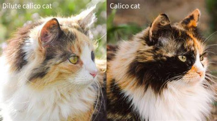 What is a Calico Cat? A Comprehensive Guide to This Colorful Feline