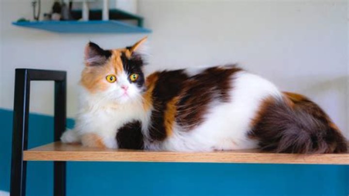 What is a Calico Cat? Understanding the Unique Beauty and Traits of Calico Cats