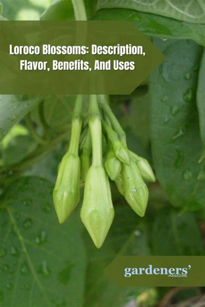 What is Loroco? Discover the Unique Flavor and Cultural Significance