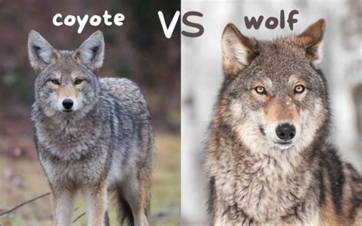 When Dogs Take on Coyotes: A Closer Look at Nature's Conflict